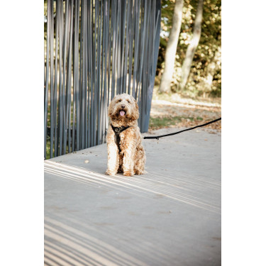 Harnas voor honden Active Velvet Kentucky Zwart