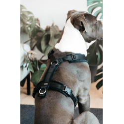 Harnas voor honden Active Velvet Kentucky Zwart