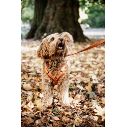 Harnas voor honden Active Velvet Kentucky Oranje