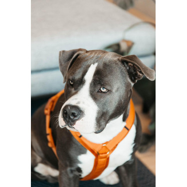 Harnas voor honden Active Velvet Kentucky Oranje