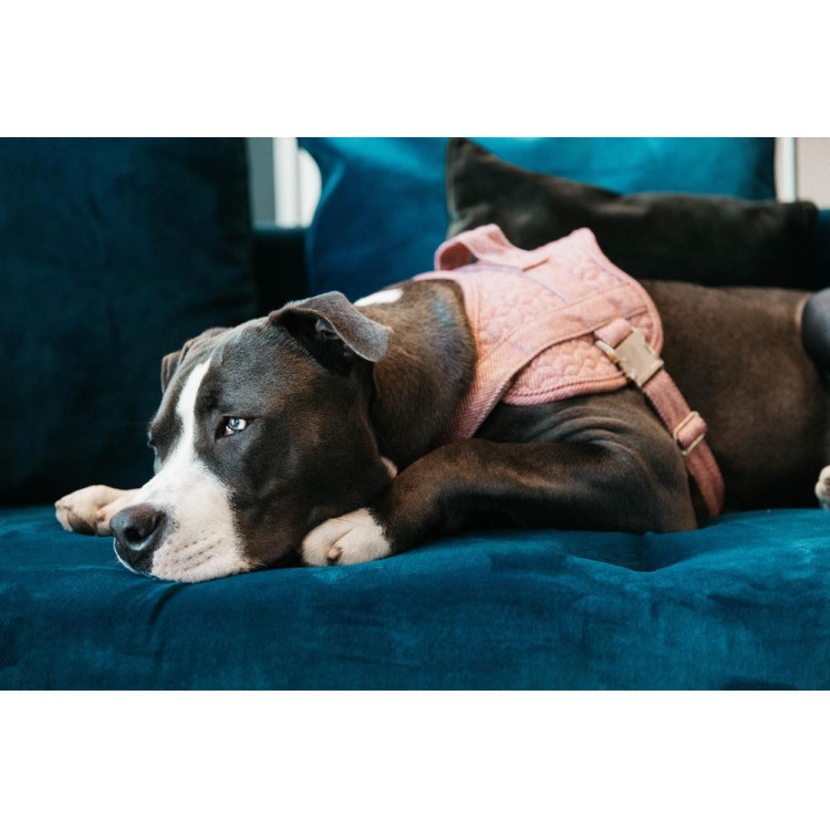 Harnas voor honden Body Safe Wool Kentucky