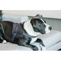 Harnas voor honden Body Safe Wool Kentucky Grijs Harnas voor honden Body Safe Wool Kentucky Grijs