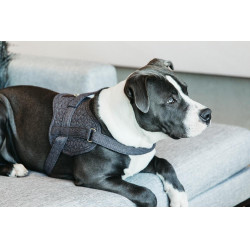 Harnas voor honden Body Safe Wool Kentucky Grijs