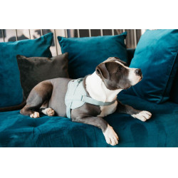 Harnas voor honden Body Safe Wool Kentucky Lichtblauw