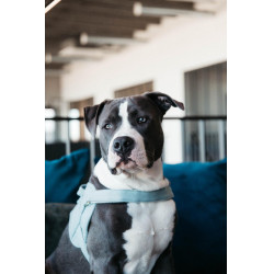 Harnas voor honden Body Safe Wool Kentucky Lichtblauw