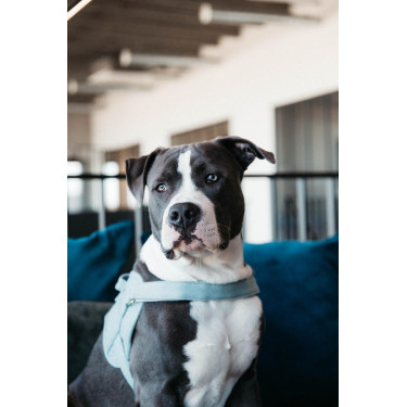 Harnas voor honden Body Safe Wool Kentucky Lichtblauw