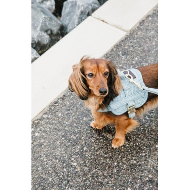 Harnas voor honden Body Safe Wool Kentucky Lichtblauw
