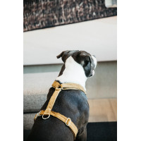 Hondenharnas Velvet Loop Kentucky Oudroze Hondenharnas Velvet Loop Kentucky Oudroze