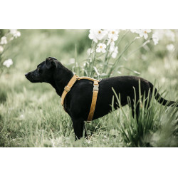 Hondenharnas Velvet Loop Kentucky Mosterdkleurig Geel