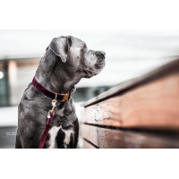 Laisse pour chien Corduroy Kentucky Bordeaux