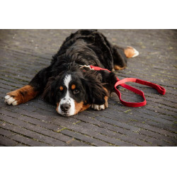 Corduroy Kentucky hondenlijn Rood Corduroy Kentucky hondenlijn Rood