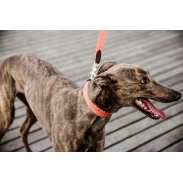 Jacquard hondenkleed Kentucky Terracotta Oranje