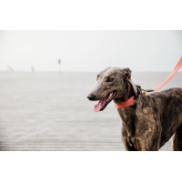 Jacquard hondenkleed Kentucky Neon oranje