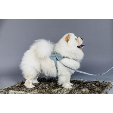 Wool Korte Kentucky Hondendeken Wool Korte Kentucky Hondendeken