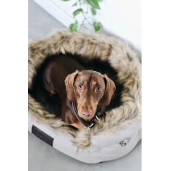 Hondenmand Cave Kentucky Bruin