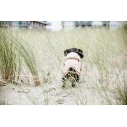 Hondenjas Waterdicht 160g Kentucky Koraal Rood Hondenjas Waterdicht 160g Kentucky Koraal Rood