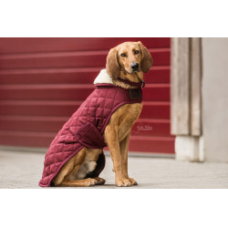 Manteau pour chien Original Kentucky Bordeaux