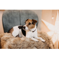 Hondenbed Fuzzy to go Kentucky Bruin