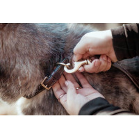 Halsband Voor Hond Met Decoratieve Stiksels Dy'on Bruin