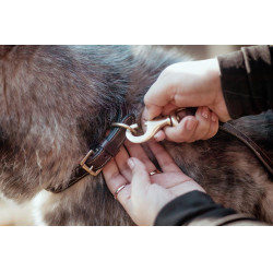 Halsband Voor Hond Met Decoratieve Stiksels Dy'on