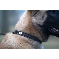 Halsband Voor Hond Met Decoratieve Stiksels Dy'on Bruin