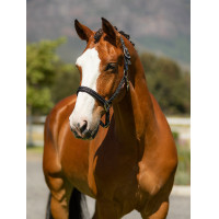 Halster in neopreen LeMieux Essential Yard Marine Marineblauw Halster in neopreen LeMieux Essential Yard Marine Marineblauw