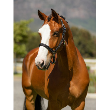 Halster in neopreen LeMieux Essential Yard Zwart Halster in neopreen LeMieux Essential Yard Zwart