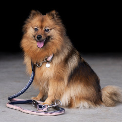 Halsband voor hond HV Polo Franka Rope Marine / roze Blauw