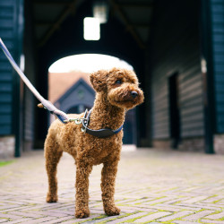 Halsband voor hond HV Polo Franka Rope Marine / roze Blauw