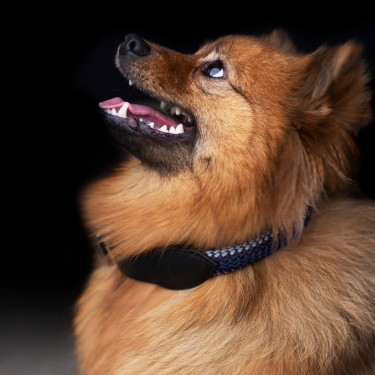 Halsband voor hond HV Polo Franka Rope Wolkengrijs / marineblauw