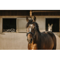 Bridon Eric Thomas Bat Zwart Bridon Eric Thomas Bat Zwart