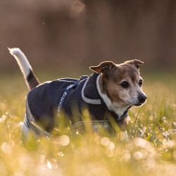 Honden deken Bucas Freedom 150g Honden deken Bucas Freedom 150g