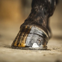 Huile pour sabots Carr & Day & Martin Arbre à thé Huile pour sabots Carr & Day & Martin Arbre à thé