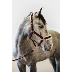 Halster en Longe Harcour Holly Viool Violet