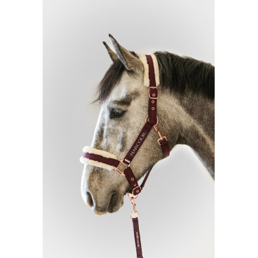 Halster en Longe Harcour Holly Viool Violet