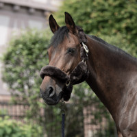 Halster B Vertigo Tremblant echt schapenvacht Bruin Halster B Vertigo Tremblant echt schapenvacht Bruin