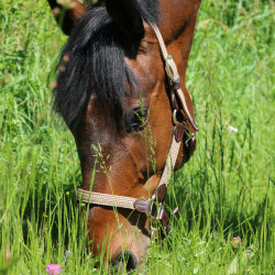 Gevlochten Nylon Halster Kentucky Gevlochten Nylon Halster Kentucky