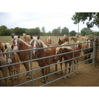 Barrière d'herbage extensible La Gée Barrière d'herbage extensible La Gée