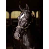 Halster LeMieux Leer Kristal Bruin