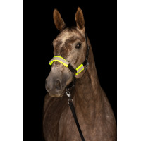 Kit bridon + licol réfléchissants Covalliero