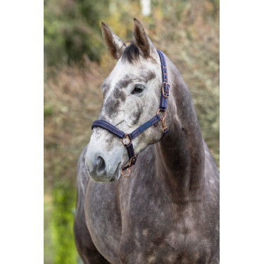 Halster paard Royal Covalliero Halster paard Royal Covalliero