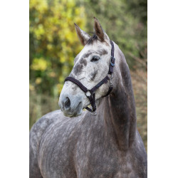 Halster paard Royal Covalliero Zwart / fuchsia