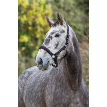 Halster paard Royal Covalliero Zwart / fuchsia