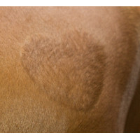 Pochoir de tonte Kerbl Pochoir de tonte Kerbl