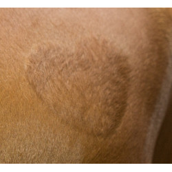 Pochoir de tonte Kerbl