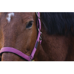 Nylon Halster Spring Equithème Nylon Halster Spring Equithème
