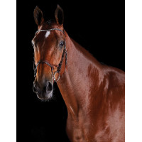 Bridon kristal Collegiate ComFiTec Bruin