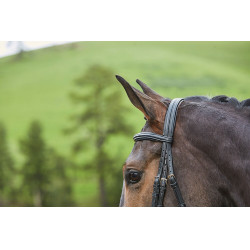 Hoofdstel gecombineerde neusriem Collegiate Syntovia+ Zwart