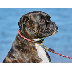 Halsband voor hond Weatherbeeta leer en touw Halsband voor hond Weatherbeeta leer en touw