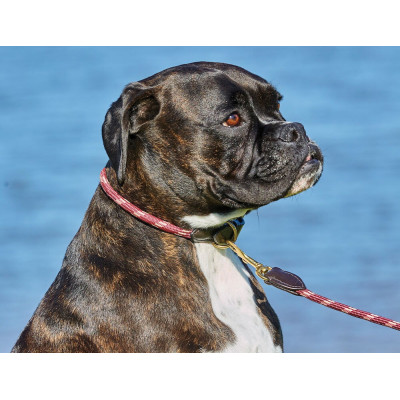 Collier pour chien Weatherbeeta cuir et corde Bordeaux / marron